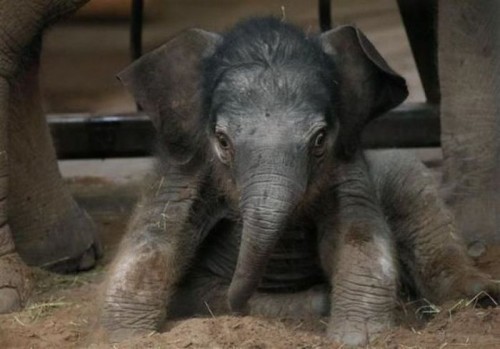 Супер няшки