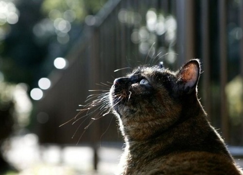 Пойми меняу