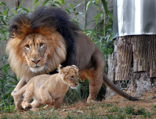 Топ зверушек