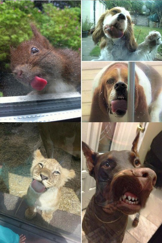 Няшки у стекла