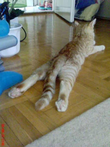 Котэ акробаты