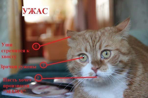 Как узнать, врет вам кошка или нет?