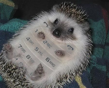 Как использовать животных