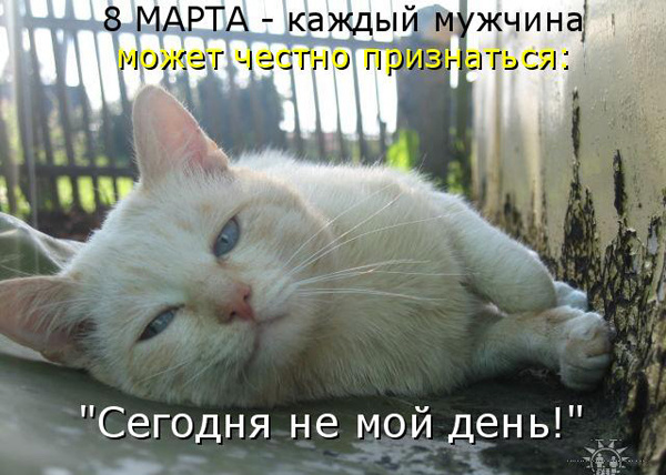 ТОП лучших котоматриц на 9 Марта