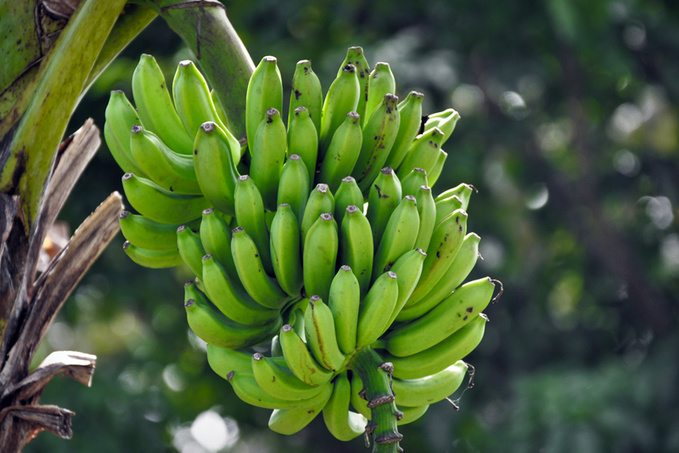 7 полезных свойств бананов