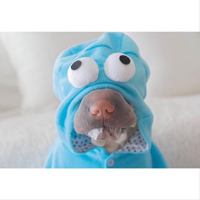 Шарпей Паддингтон