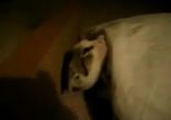 Как уложить котика спать )