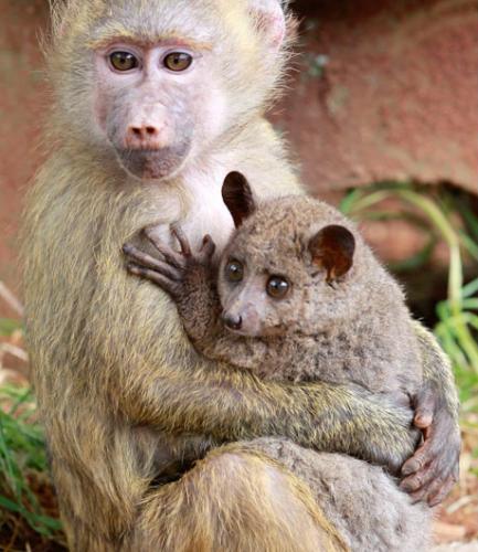 Смешные животные