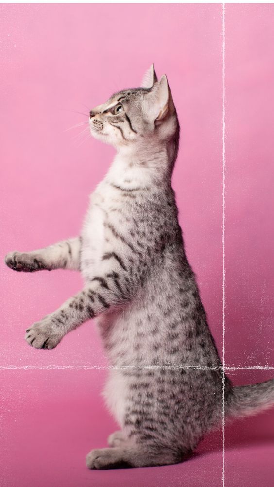 Найсмішніші коти: фото породи єгипетська мау