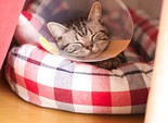 Позитивные коты