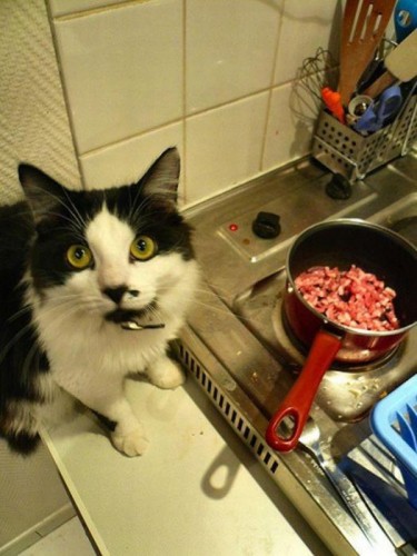 Коты и мясо