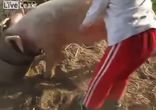 Защекотала свинку)