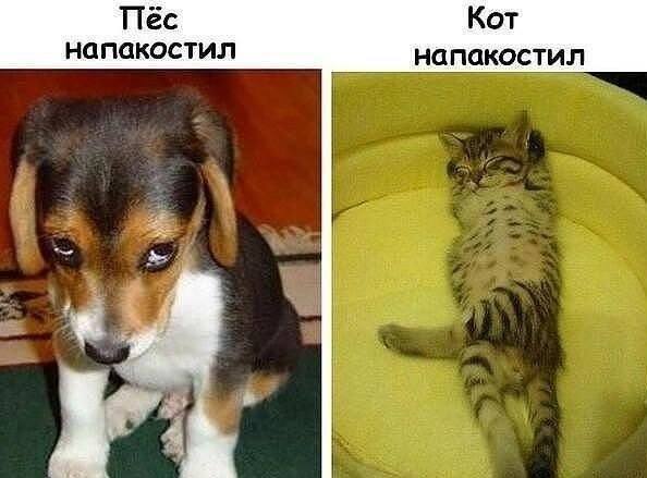 котики и собачки картинки