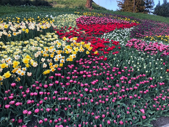 Певческое поле приглашает посетить популярную ежегодную выставку тюльпанов онлайн