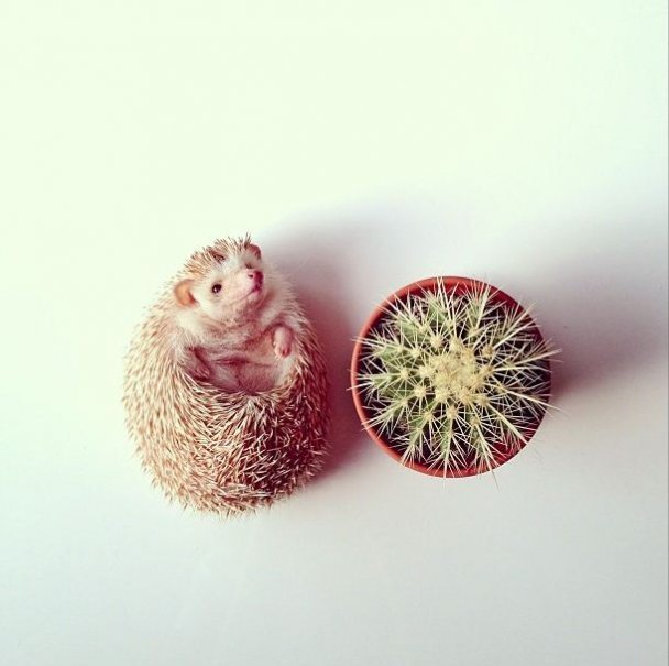 Самый милый ежик Instagram