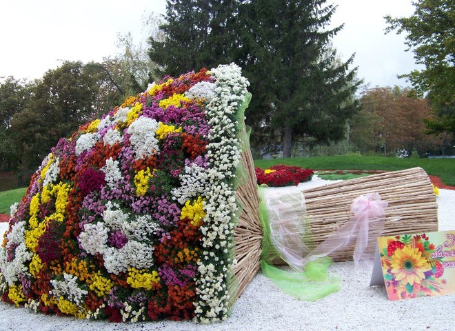 хризантеми