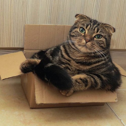 Обожатели коробок