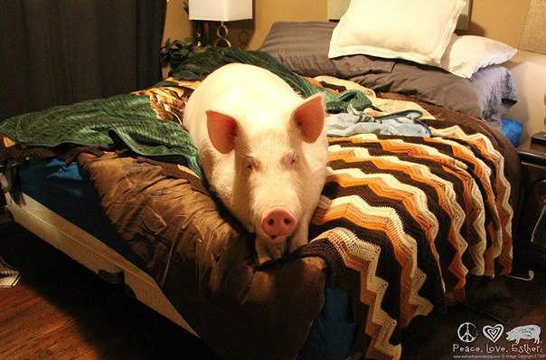 Обычные будни домашней свинки