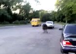 Перегон скота
