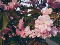 Цветение сакуры