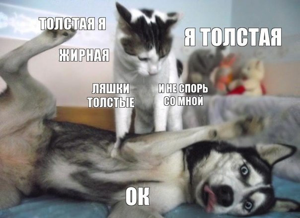 Я толстая? Нет! Но я же толстая!