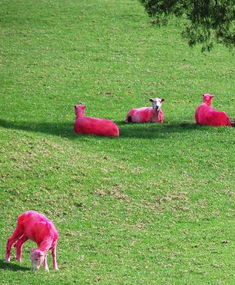 Розовые зверушки