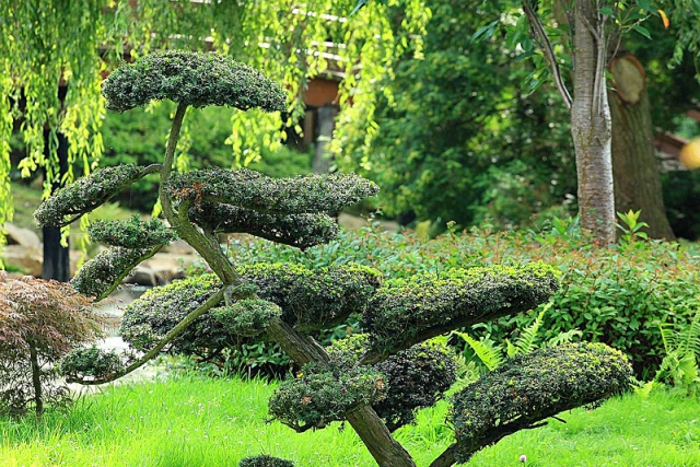 Японський сад в Вроцлаві