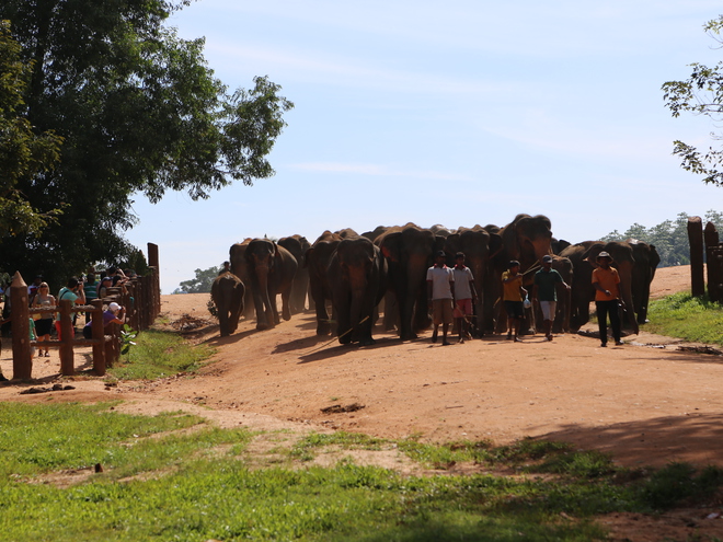 Дмитрий Каднай о Шри-Ланке: все, что вы не прочитаете в путеводителе об острове