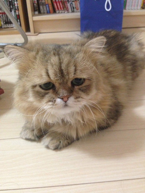 Огорчённый няшка-кот Фу-чан
