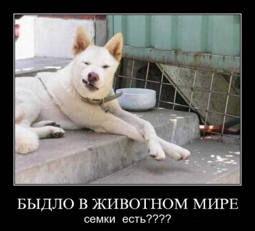 Демотиваторы с юмором