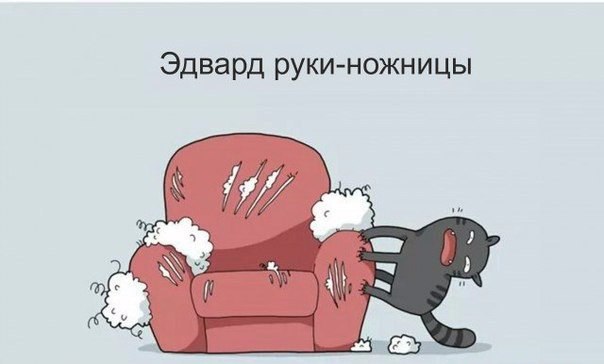 10 популярных характеров котов