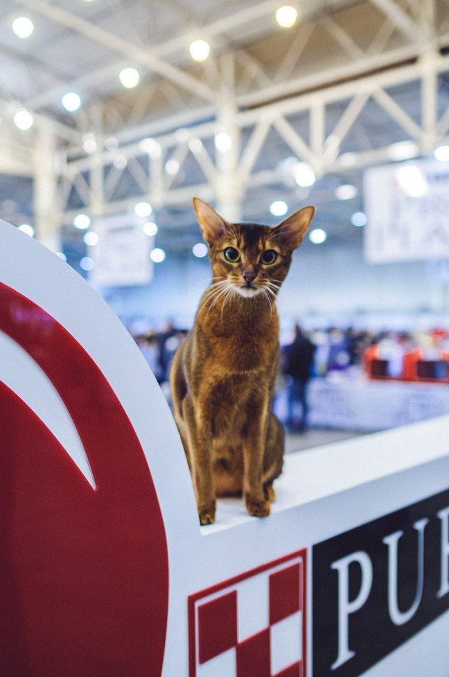 Міжнародна виставка котів Pro Plan® Гран Прі 2018
