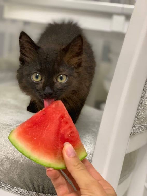 Международный день кота: актер Евгений Янович рассказал, почему взял кота из приюта