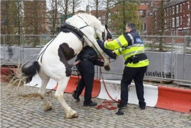 Коню явно понравился полицейский