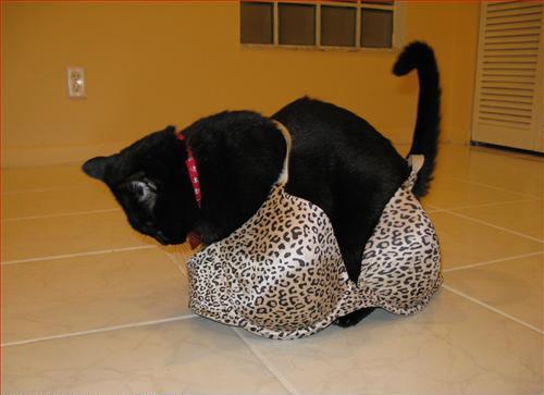 Нереальные котэ