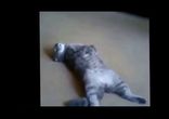 Коты и пылесосы