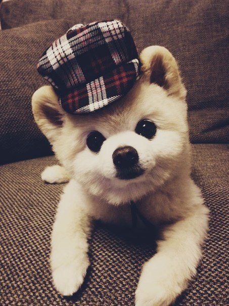 Самая милая няшка