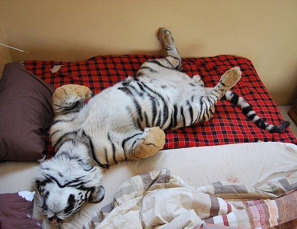 Домашний котик - бенгальский тигренок Enzo!
