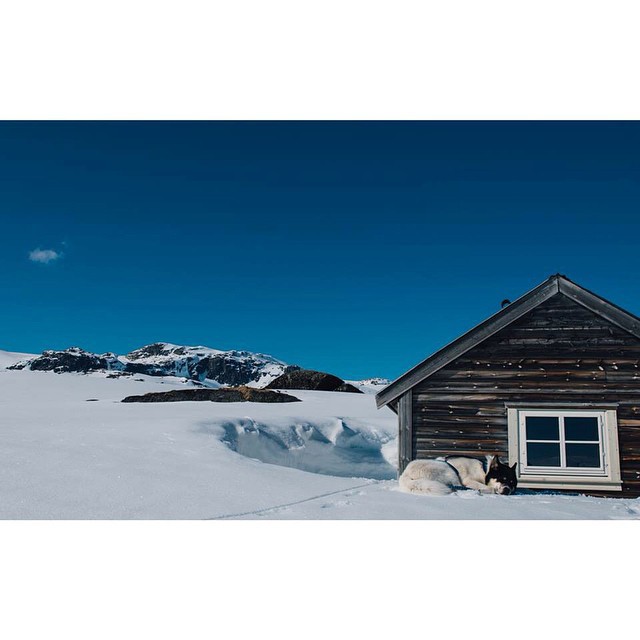 хаскі Акіак 