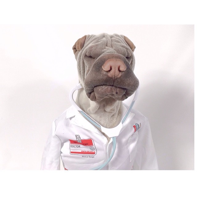 Шарпей Паддингтон