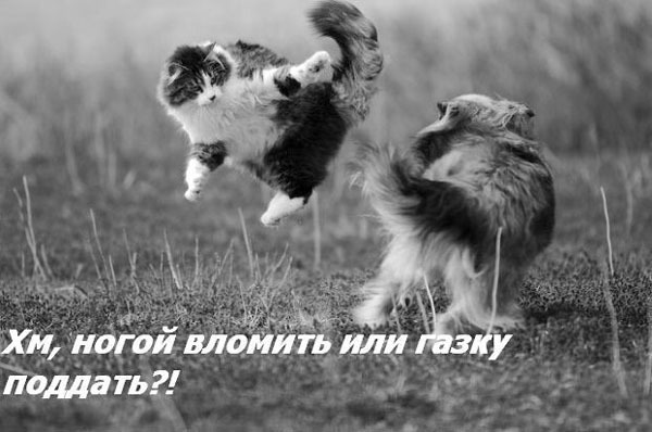 ТОП лучших котоматриц
