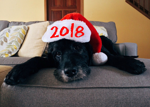 Мимимишные открытки с Новым годом собаки 2018