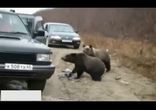 Русские медведи