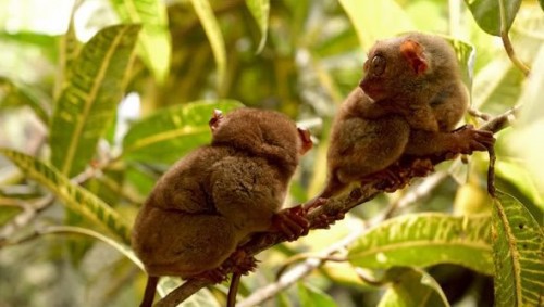 Лемуры жгут няняня