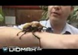 Hamster sized beetle, found in womans banana
