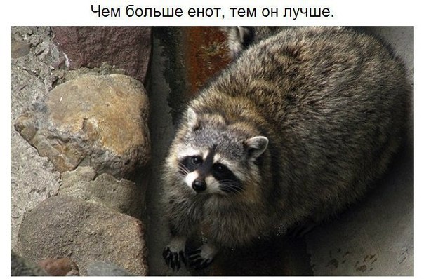 10 принципов жизни енота