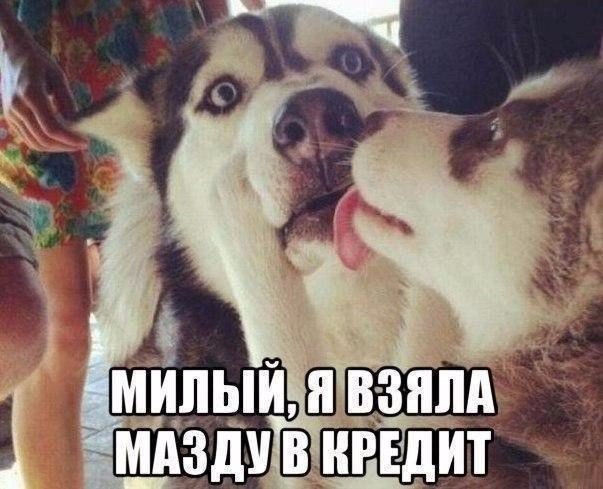Милый, я взяла кредит