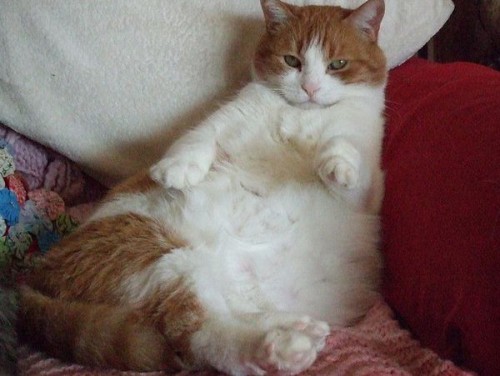 Топ жирных котов