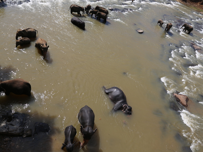 Дмитрий Каднай о Шри-Ланке: все, что вы не прочитаете в путеводителе об острове