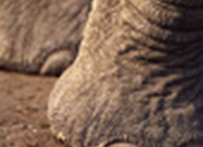 Африканские слоны слышат ногами